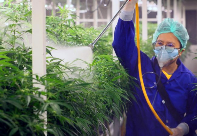 Weed and Pest Control​
